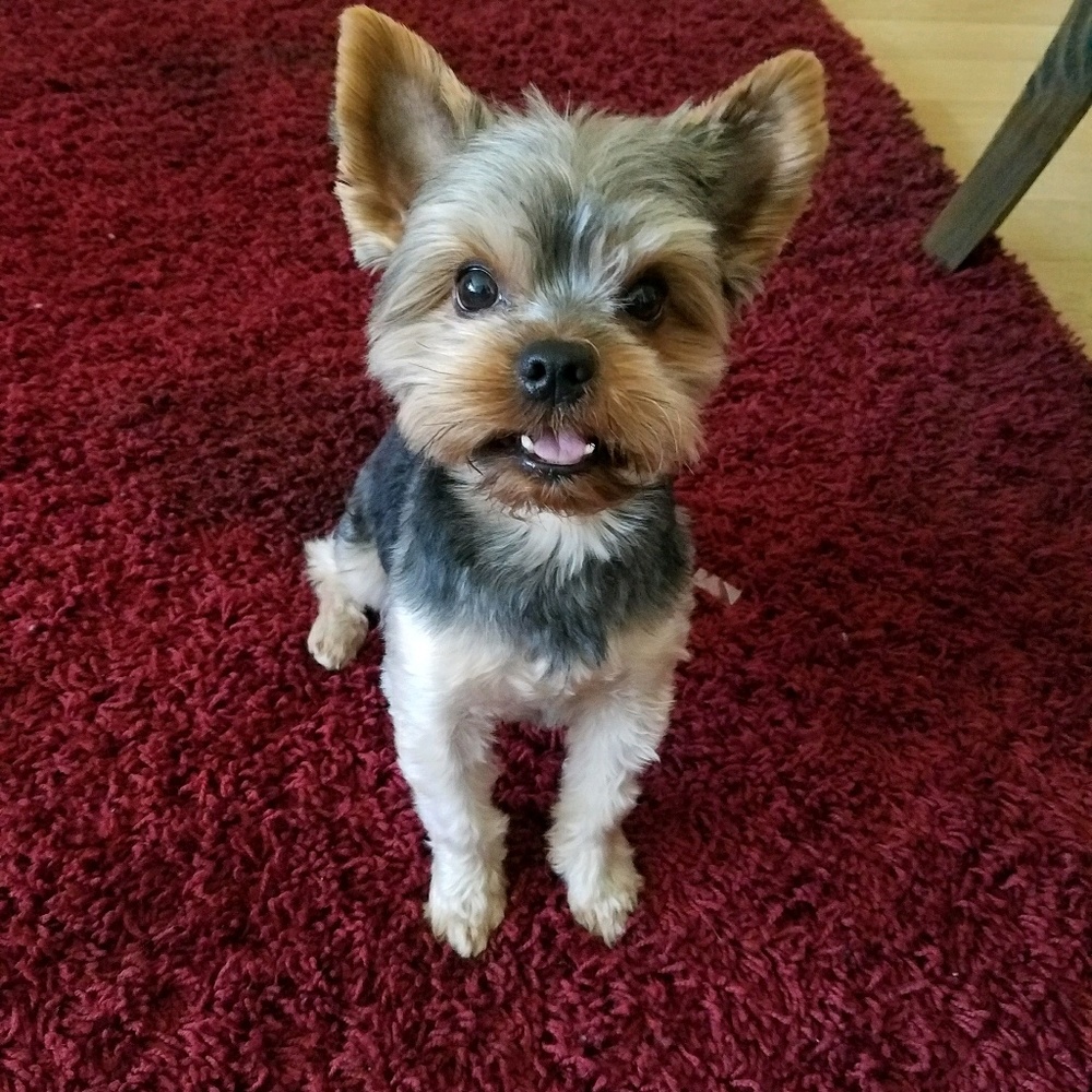 Meet your Posher, Liy